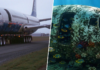 En 2006, lanzaron un Boeing 737 al fondo del Pacífico. 20 años después, la vida marina lo ha convertido en un arrecife artificial