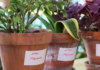 En Madrid ya hay guarderías de plantas para cuidártelas mientras te vas de vacaciones, y están totalmente saturadas