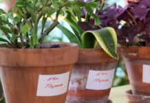 En Madrid ya hay guarderías de plantas para cuidártelas mientras te vas de vacaciones, y están totalmente saturadas
