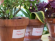 En Madrid ya hay guarderías de plantas para cuidártelas mientras te vas de vacaciones, y están totalmente saturadas