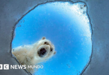 Un oso polar curioso, una ardilla afortunada y otros candidatos al premio al Fotógrafo de Vida Silvestre del Año