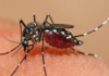 Día Internacional del Dengue: Cómo encuentra a República Dominicana este 2026