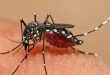 Día Internacional del Dengue: Cómo encuentra a República Dominicana este 2026
