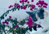 Si tu sueño es vivir gratis en una isla griega a cambio de cuidar gatos callejeros, tenemos una excelente noticia que contarte