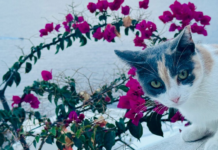 Si tu sueño es vivir gratis en una isla griega a cambio de cuidar gatos callejeros, tenemos una excelente noticia que contarte