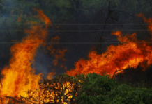 La peor señal de los incendios en España no es que ardan los montes: es que el fuego se está comiendo los cultivos