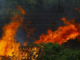 La peor señal de los incendios en España no es que ardan los montes: es que el fuego se está comiendo los cultivos