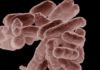 La IA ha creado un virus que la naturaleza no había creado antes. Son (sobre todo) buenas noticias