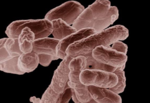La IA ha creado un virus que la naturaleza no había creado antes. Son (sobre todo) buenas noticias