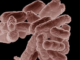La IA ha creado un virus que la naturaleza no había creado antes. Son (sobre todo) buenas noticias