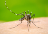 Dengue en RD: Casos se elevan a 213; Salud Pública asegura enfermedad se mantiene bajo control y sin alerta epidémica