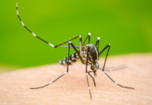 Dengue en RD: Casos se elevan a 213; Salud Pública asegura enfermedad se mantiene bajo control y sin alerta epidémica