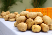 Uso de la tecnología transforma el cultivo de papas en Constanza