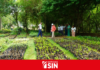Digecac realizará Primer Festival de Plantas 2026