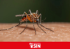 Salud Pública reporta 213 casos de dengue y descarta alerta epidemiológica