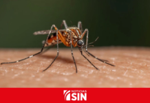 Salud Pública reporta 213 casos de dengue y descarta alerta epidemiológica