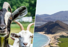 Galápagos tenía 140.000 cabras invadiendo sus islas. Le bastaron 700 cabras espía para darles caza a todas