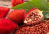 Hojas de achiote: ¿Qué beneficios tienen para la salud?