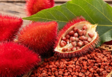 Hojas de achiote: ¿Qué beneficios tienen para la salud?