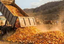 En 1997 cubrieron un páramo de Costa Rica con 12.000 toneladas de cáscaras de naranja. 16 años después nadie reconocía el paisaje