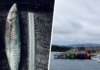 En 2001 un yate se refugió en una isla remota del Atlántico. Días después sus habitantes empanaban pescado con coca