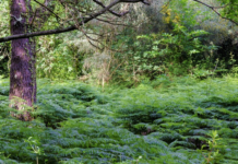 El lugar del mundo con más setas está en Galicia: la isla Cortegada es un paraíso fúngico