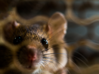 Casos de leptospirosis bajan en las últimas semanas