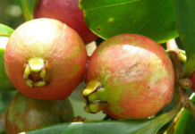 Lo plantaron en 1825 como alimento: 200 años después, se ha convertido en un árbol invasor que se combate con drones e insectos