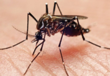 Descubren que el dengue debilita la barrera protectora de los vasos sanguíneos