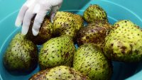 ¿Cómo afecta el consumo de guanábana al cerebro?