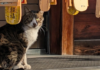 Los gatos callejeros estuvieron a punto de ser clasificados como especie invasora en Japón
