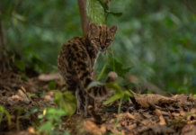 "Estamos felices de tener un nuevo gato en la Tierra"; ecosistema de felino descubierto en Bolivia está amenazado, alerta bióloga
