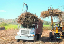 Estados Unidos aumenta la cuota dominicana de exportación de azúcar de caña un 6,3 %