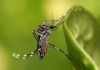 Salud confirma primer caso importado de chikungunya en Honduras este 2026