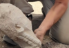 Hallan en la "Pompeya española" de Albacete la cabeza de una escultura ibérica de hace 2.400 años