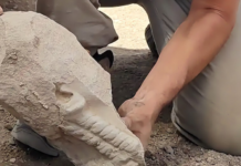 Hallan en la "Pompeya española" de Albacete la cabeza de una escultura ibérica de hace 2.400 años