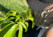 Medio Ambiente inicia Mes de la Reforestación plantando más de 14,000 ejemplares de especies de flora