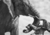 Increíbles imágenes ganadoras del concurso Wildlife Photographer of the Year 2026