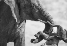 Increíbles imágenes ganadoras del concurso Wildlife Photographer of the Year 2026