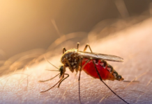 Advierten sobre riesgo de dengue y piden eliminar criaderos de mosquitos