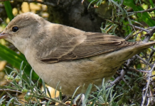 Un pájaro diminuto revoluciona Mieres: la aparición de una curruca gavilana, vista solo 14 veces en España, desata una peregrinación ornitológica