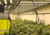 Absueltos dos vascos de un delito de tráfico de drogas porque la Subdelegación del Gobierno pesó la marihuana con tallos y hojas