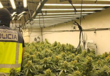 Absueltos dos vascos de un delito de tráfico de drogas porque la Subdelegación del Gobierno pesó la marihuana con tallos y hojas