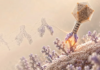 Usan virus diseñados con inteligencia artificial para tratar una infección resistente