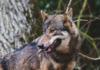 Un pueblo gallego está empezando a convivir con lobos como si fueran perros callejeros. Y eso es un problema