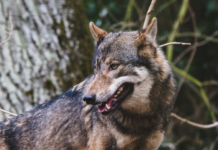 Un pueblo gallego está empezando a convivir con lobos como si fueran perros callejeros. Y eso es un problema
