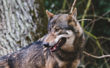 Un pueblo gallego está empezando a convivir con lobos como si fueran perros callejeros. Y eso es un problema