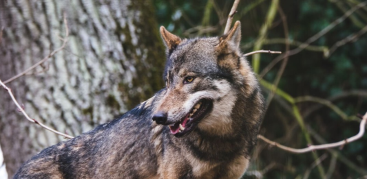 Un pueblo gallego está empezando a convivir con lobos como si fueran perros callejeros. Y eso es un problema