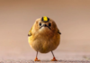 Finalistas de los Comedy Wildlife Awards 2026 muestran el lado más divertido de la vida silvestre