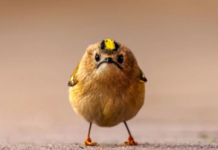 Finalistas de los Comedy Wildlife Awards 2026 muestran el lado más divertido de la vida silvestre